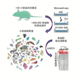 差点成歌手的浙大80后教授 破解哺乳动物的细胞图谱